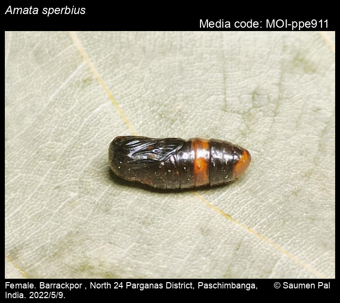 Amata sperbius (Fabricius, 1787) Moths